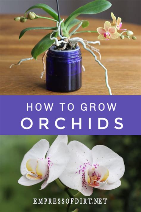 good morning orchid|Orchid Care for Beginners (Tips From a Lifelong。